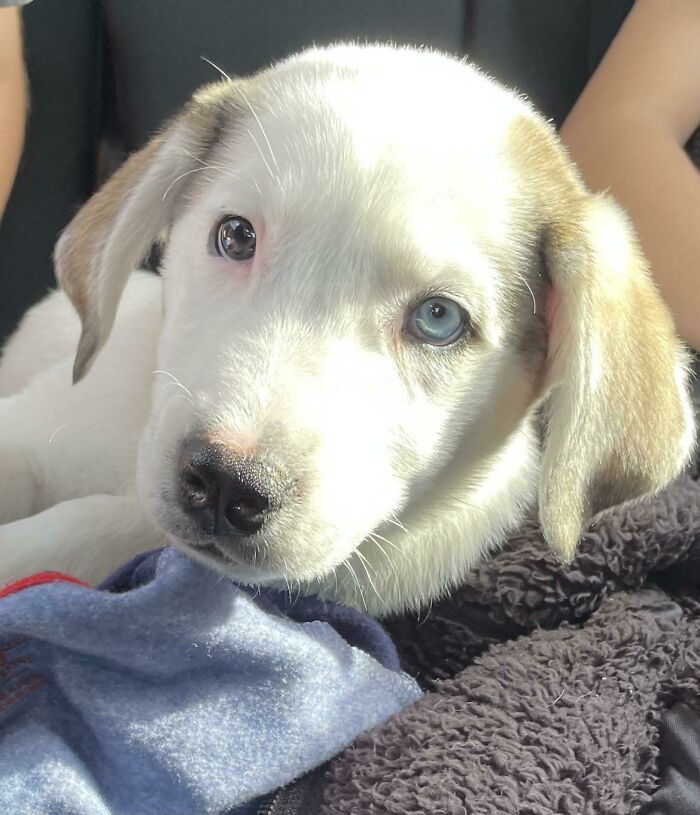 Totally Stumped On A Name For This Little Cutie… She Was Rescued From A Box On The Side Of The Freeway. One Blue Eye And Such A Sweetheart. Please Help!