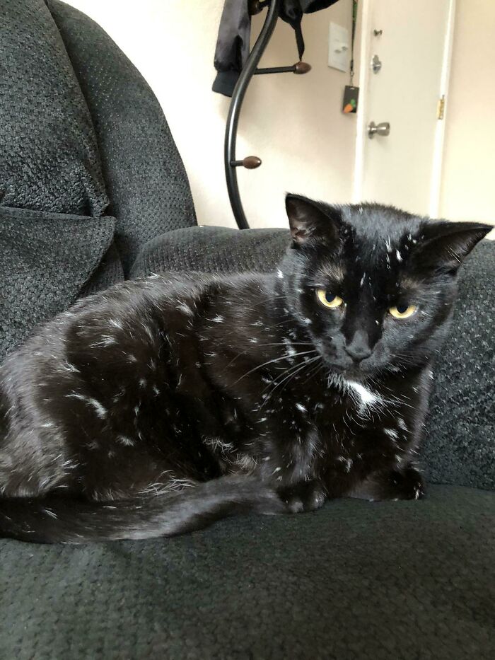 My Girl Has Vitiligo. She Was Solid Black When We Got Her, And Every Year She Gets A Few More Spots
