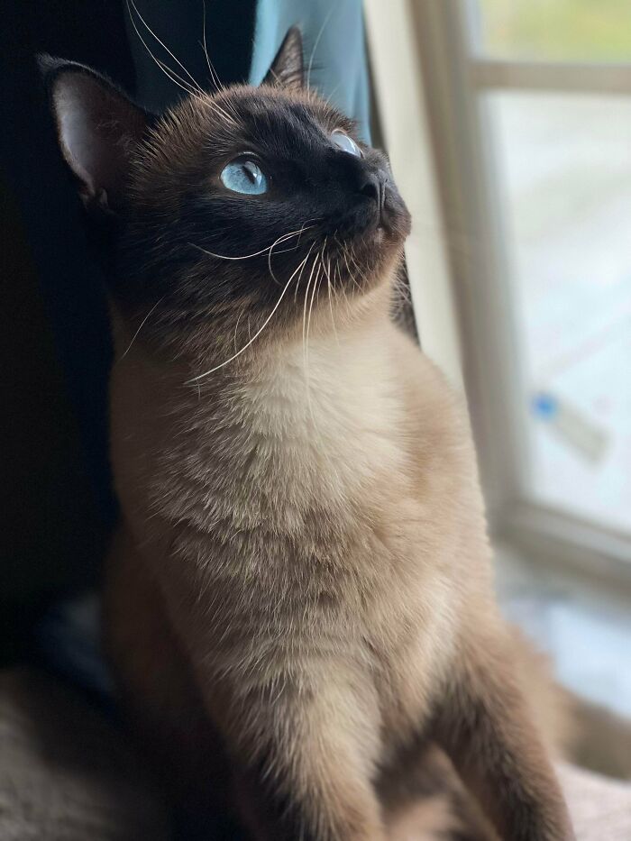 Adopted This Siamese Girl, Making Me Her 4th Owner. She Was Returned Twice Due To Her Aggression… Turns Out It Was Just Play Aggression That Was Misdirected. All She Wants To Do Is Chase Feather Toys And Be Pet