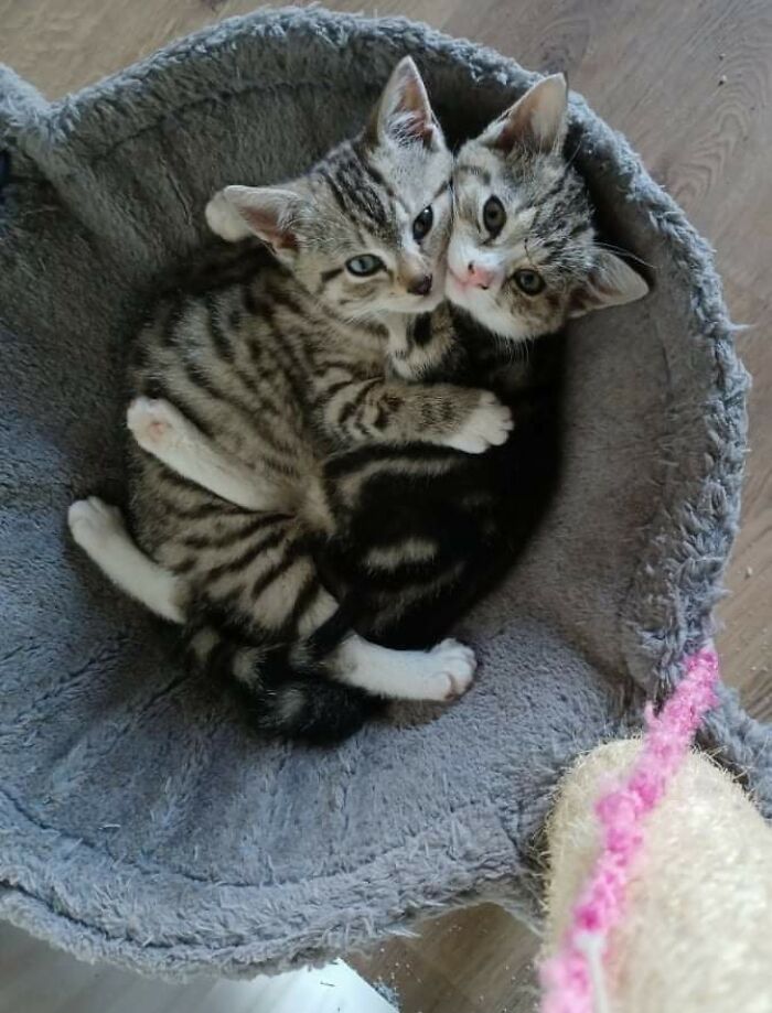 Only Wanted To Adopt 1 Kitten But After Seeing This We Couldn't Possibly Split Them Up!