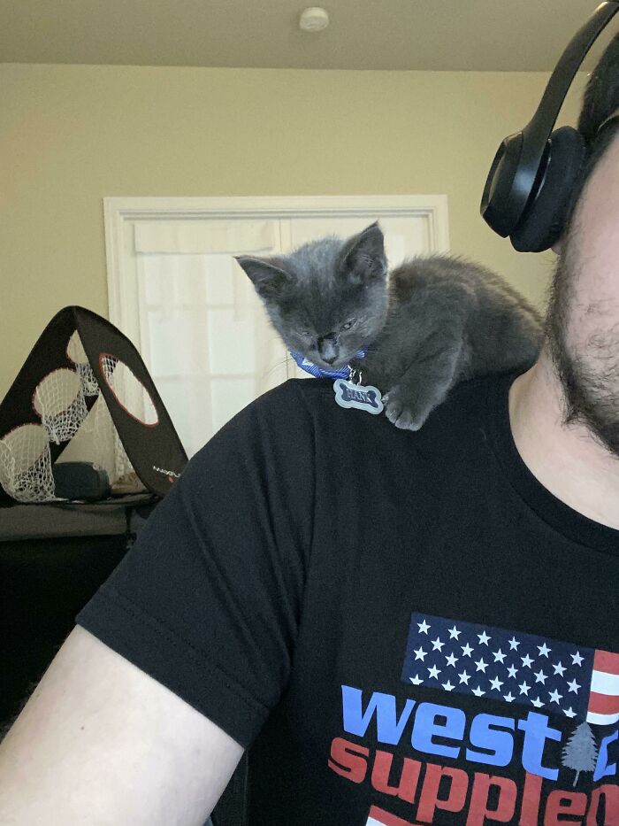 I Was Told I Was Adopting A Kitten, But Received A Very Smol Parrot? Anyone Know What Steps I Can Take To Get The Correct Animal?