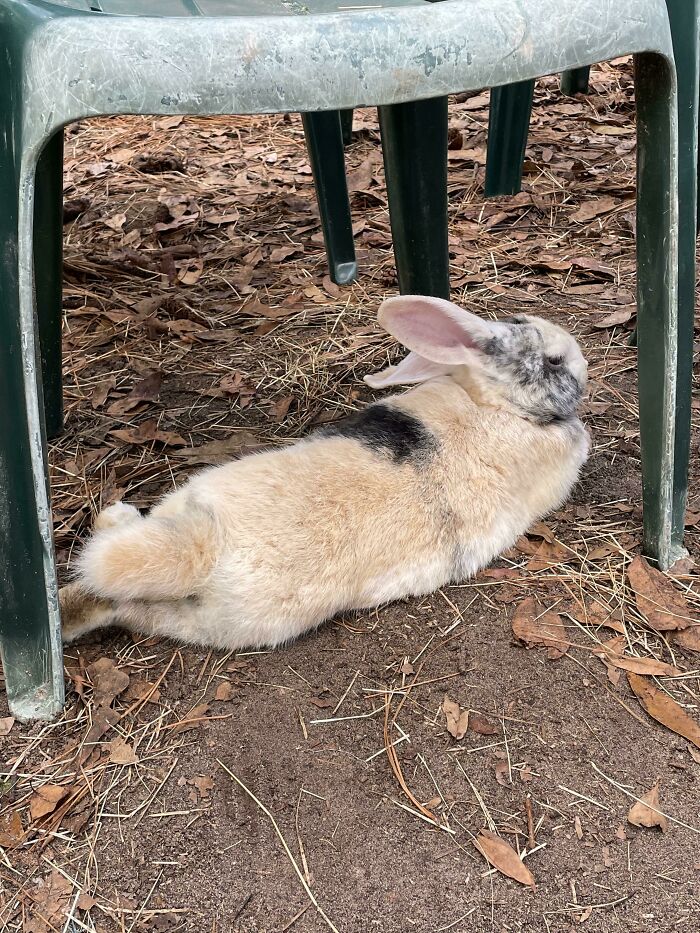 Adopted (Rescued?) This Rex Mix Who Was Surrendered To A Petting Zoo. He Was Being Chased By Kids And Bullied By Another Bun All Day And Trying To Hide. I Hope He’s Happy With Me! Might Name Him Soba Or Buckwheat?