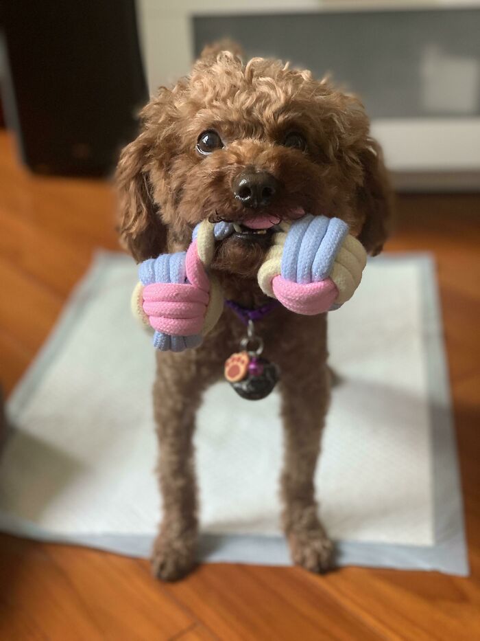 Meet Gigi, 8 Year Old Poodle Rescued From A Breeder. She Still Thinks She's A Puppy