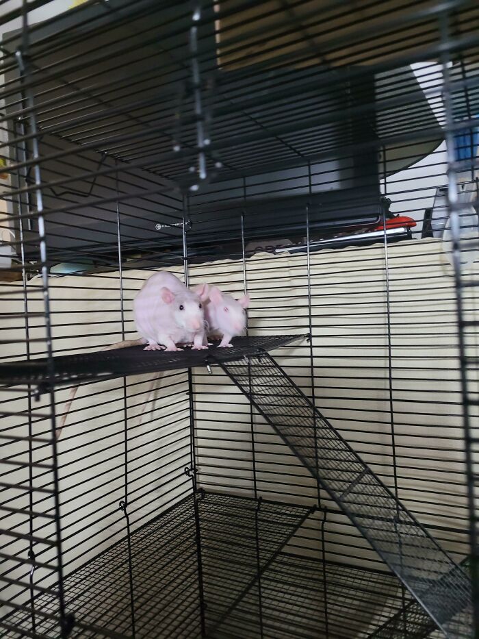 My New Buddies! I Just Adopted Two Hairless Male Rats Today, They Can Keep Me Company In My Wfh Office. I Have Named Them Pinky And The Brain