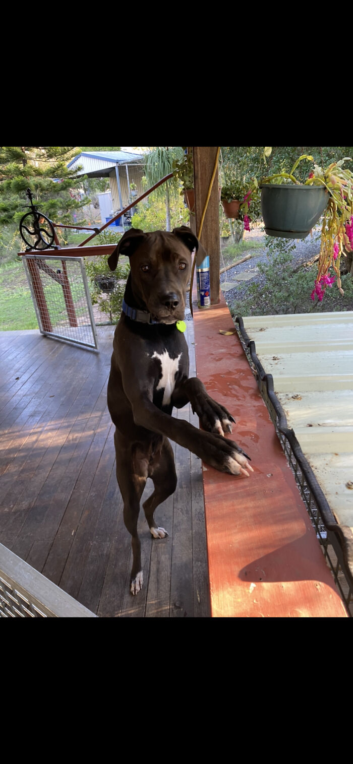 This Is My Big Boy Rollie!