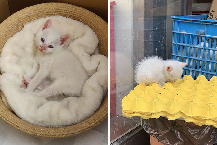 Ayer adopté a este pequeño en Shanghai. Fue encontrado abandonado frente a un supermercado. El veterinario dice que está sorprendentemente sano para un gatito de 2 semanas. ¡Saludad a Olaf!