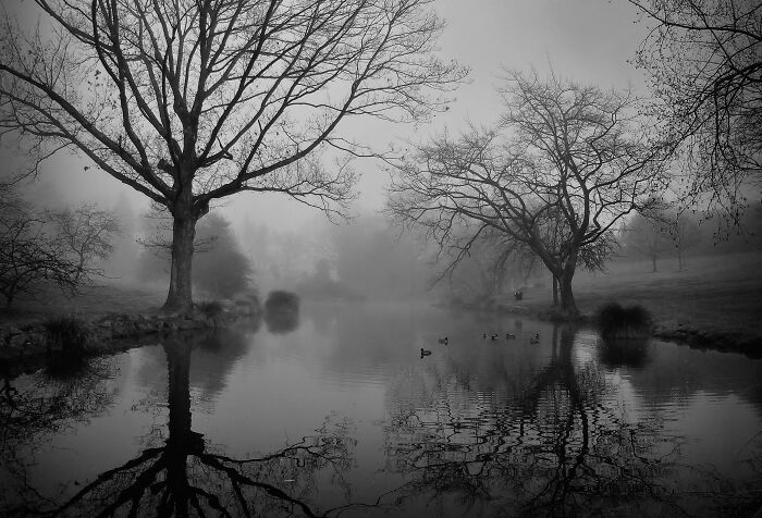 Fog At The Park, South Canterbury Nz