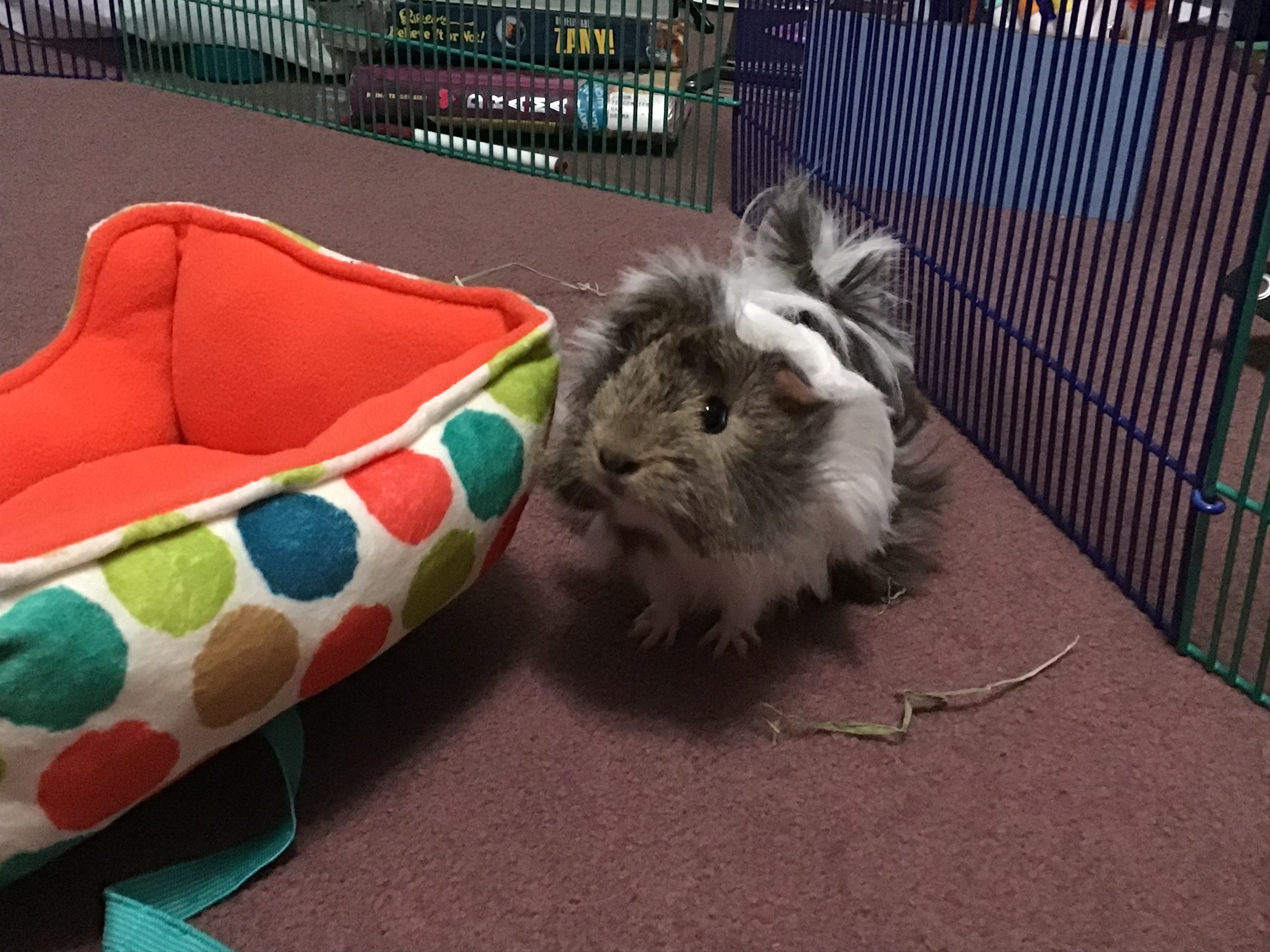 Hey Pandas, Photoshop My Guinea Pig