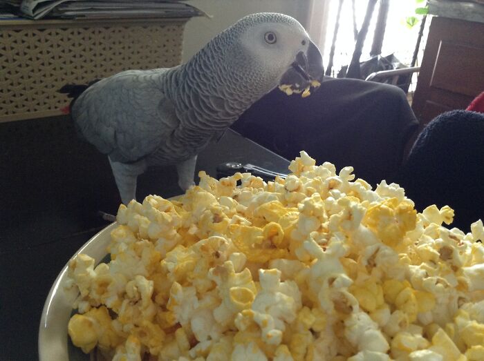Caught A Popcorn Bandit!