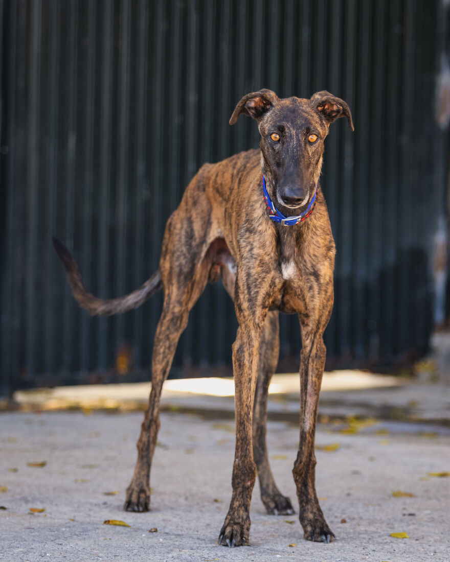 I Documented The Strife Of Rare Spanish Dog Breeds In This Shelter, And It's Mortifying I Documented The Strife Of Rare Spanish Dog Breeds In This Shelter, And It's Mortifying