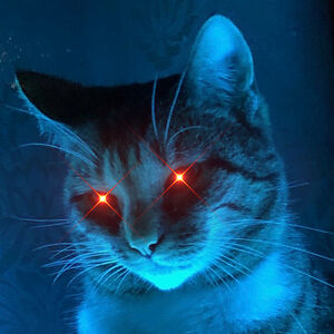 taco_nieuwenhuis avatar