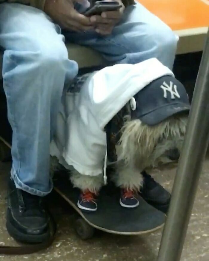 Get This Good Boy Some Timbs