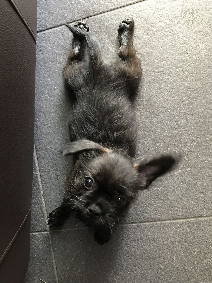 I Think This Is Called A Sploot
