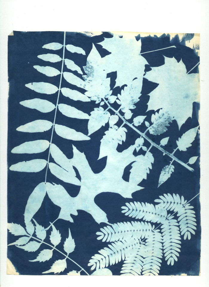 Cyanotype Of Botanicals, Made At Age 15 In The Summer Of 1972.