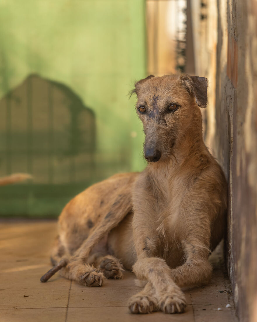 Documenté la lucha de razas raras de perros españoles en este refugio, y es mortificante
