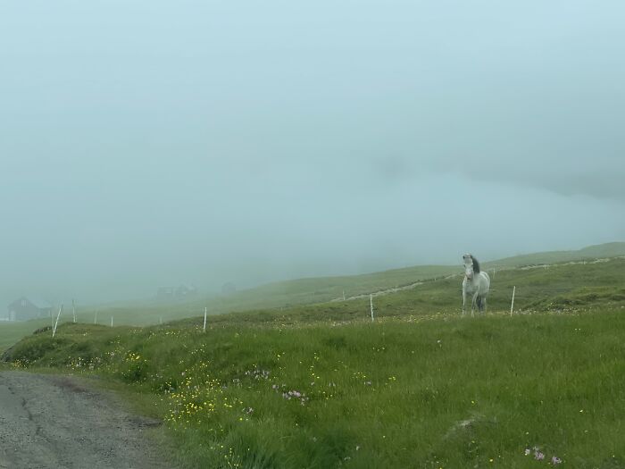 White Horse In The Faroe Islands