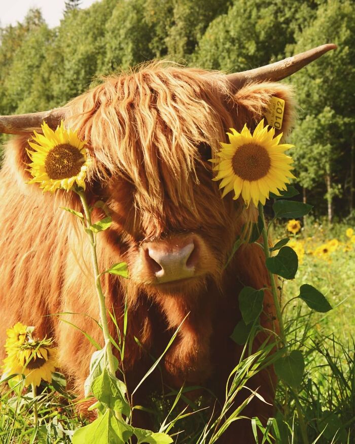 Highland Cattle And Sunflowers