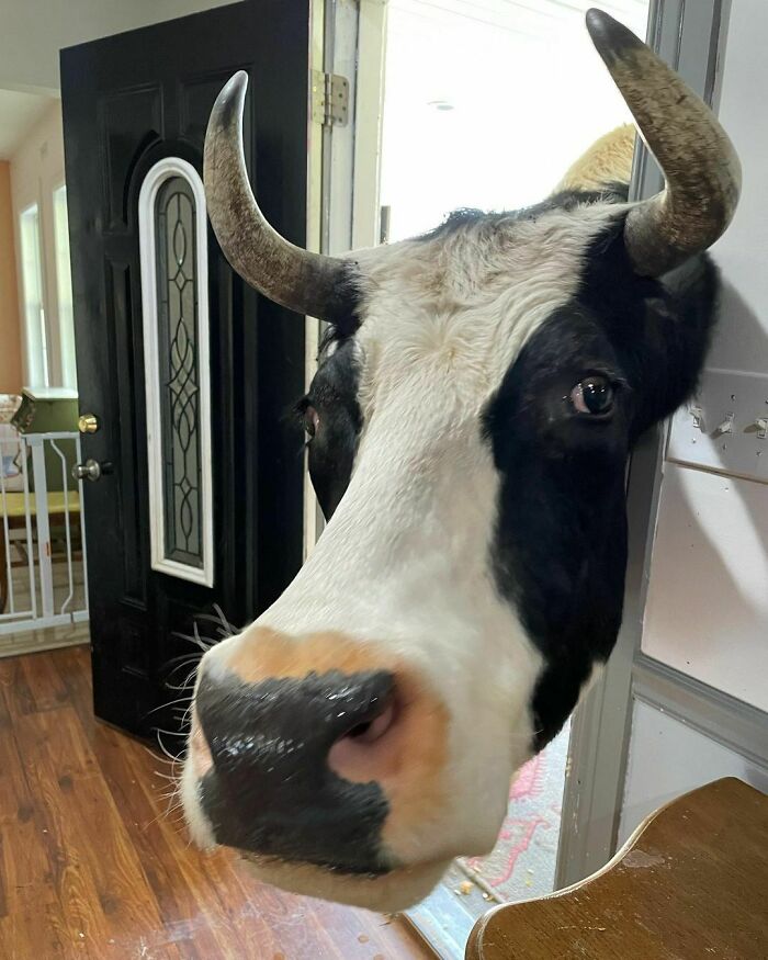 Um, Excuse Me But Do You Have Any Cow Treats In Here?