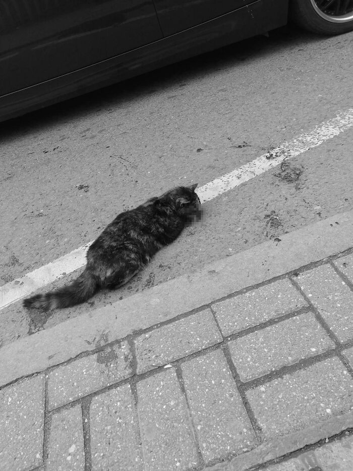 Meet Trudie, The 'Miracle' Cat Who Survived Being Run Over By A Bus And Found A New Forever Home Meet Trudie, The 'Miracle' Cat Who Survived Being Run Over By A Bus And Found A New Forever Home