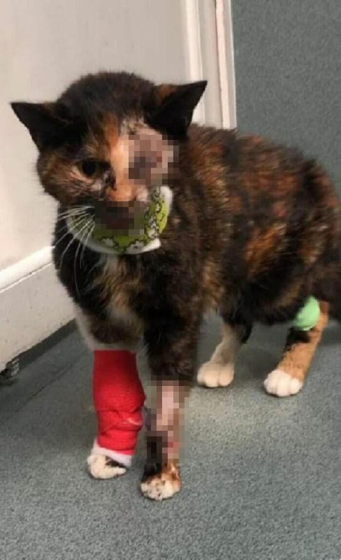 Meet Trudie, The 'Miracle' Cat Who Survived Being Run Over By A Bus And Found A New Forever Home Meet Trudie, The 'Miracle' Cat Who Survived Being Run Over By A Bus And Found A New Forever Home