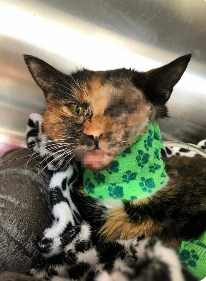 Meet Trudie, The 'Miracle' Cat Who Survived Being Run Over By A Bus And Found A New Forever Home Meet Trudie, The 'Miracle' Cat Who Survived Being Run Over By A Bus And Found A New Forever Home