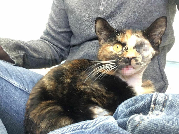 Meet Trudie, The 'Miracle' Cat Who Survived Being Run Over By A Bus And Found A New Forever Home Meet Trudie, The 'Miracle' Cat Who Survived Being Run Over By A Bus And Found A New Forever Home