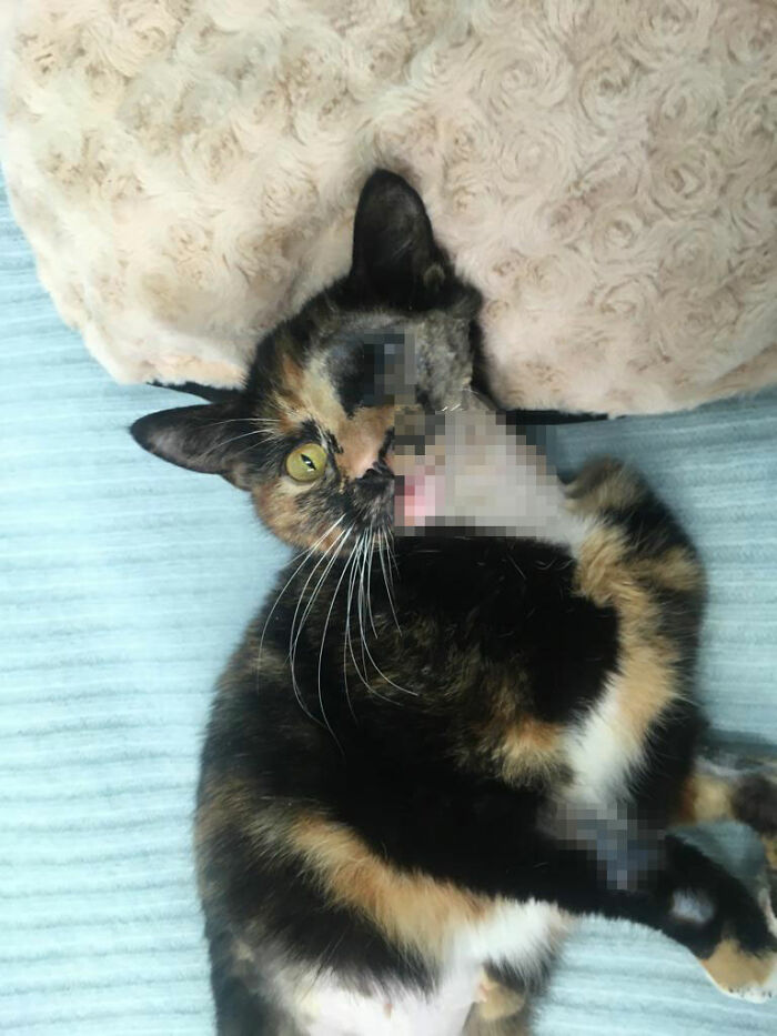 Meet Trudie, The 'Miracle' Cat Who Survived Being Run Over By A Bus And Found A New Forever Home Meet Trudie, The 'Miracle' Cat Who Survived Being Run Over By A Bus And Found A New Forever Home