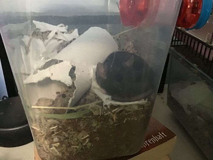 This Is My Mouse (Before We Updated Her Enclosure) Napping