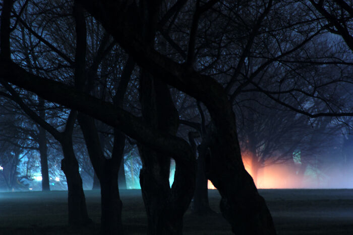 Night Fog In A City Park. Washington, D.c.