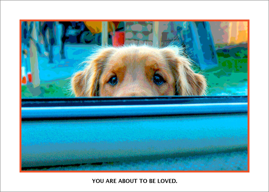 Who Doesn't Love Dogs In Cars?