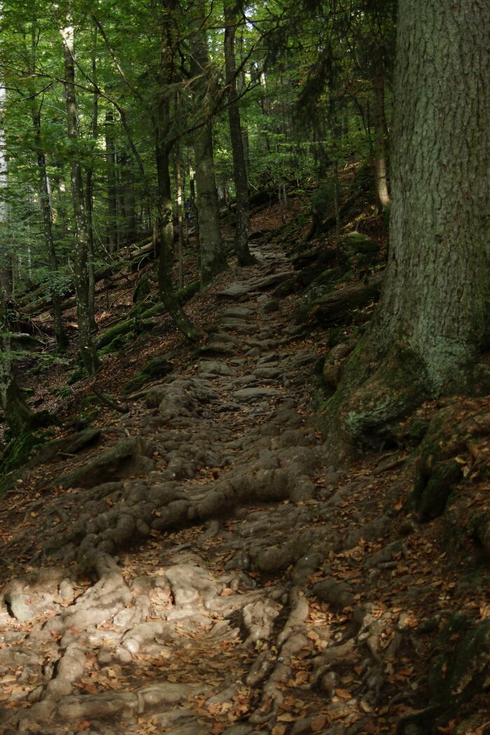 A Rocky Path, Bavarian Forest