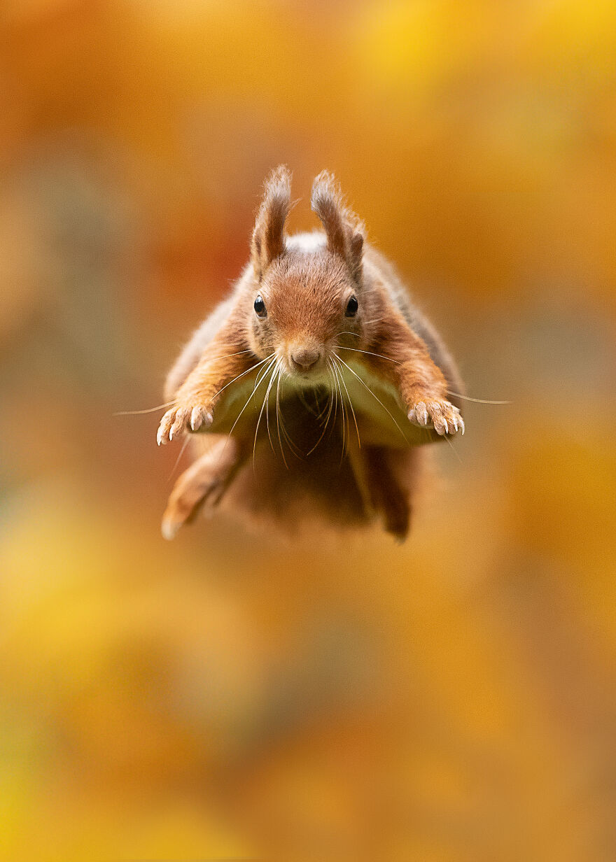 Photographer Captures Superman Squirrel In Autumn Forest Photographer Captures Superman Squirrel In Autumn Forest