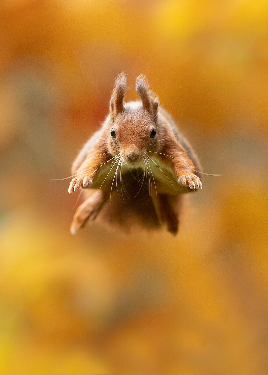 Photographer Captures Superman Squirrel In Autumn Forest