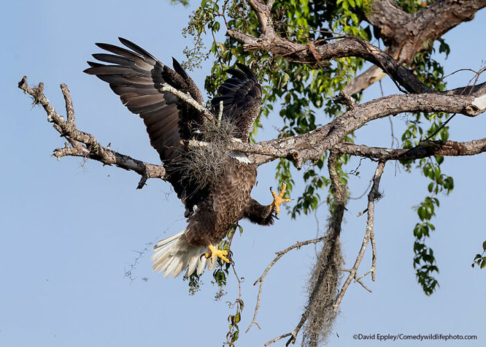 Highly Commended: "Majestic And Graceful Bald Eagle" By David Eppley