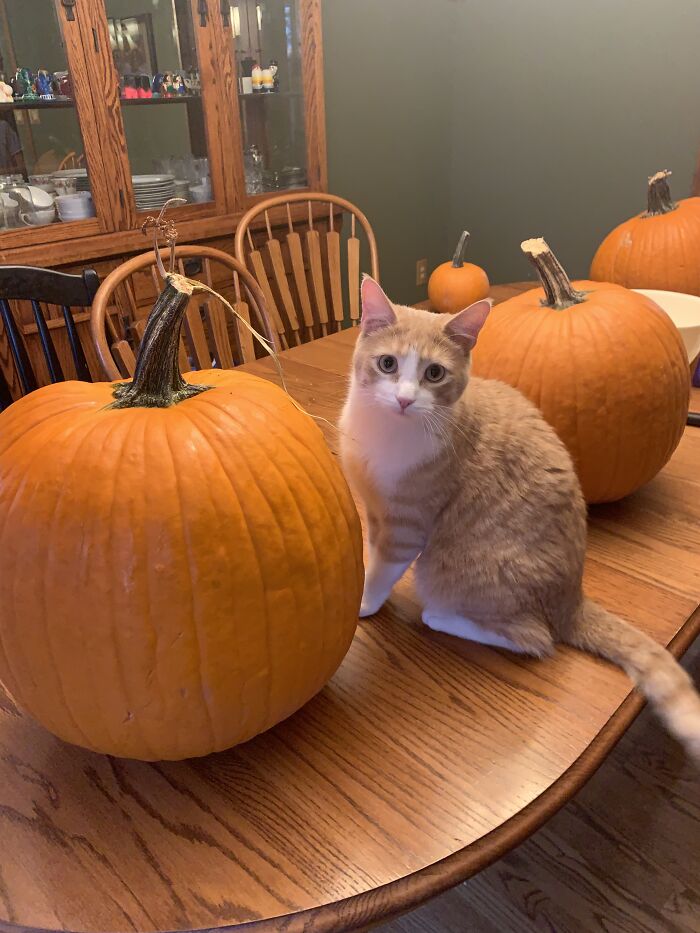 This Is Toulouse! He Likes Squash A Lot And Loves To Play. He’s Not One For Cuddles Most Of The Time, But He Does Enjoy A Good Head Scratch!