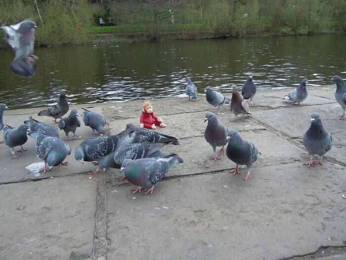 Found This On My Camera Roll, Ive No Idea Why Theres A Beanie Baby In A Flock Of Pigeons??? 🤣