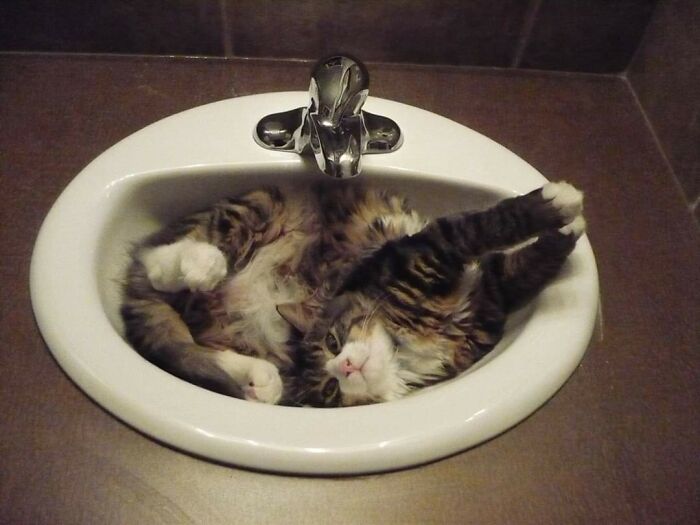 Gus Sleeping In A Sink.