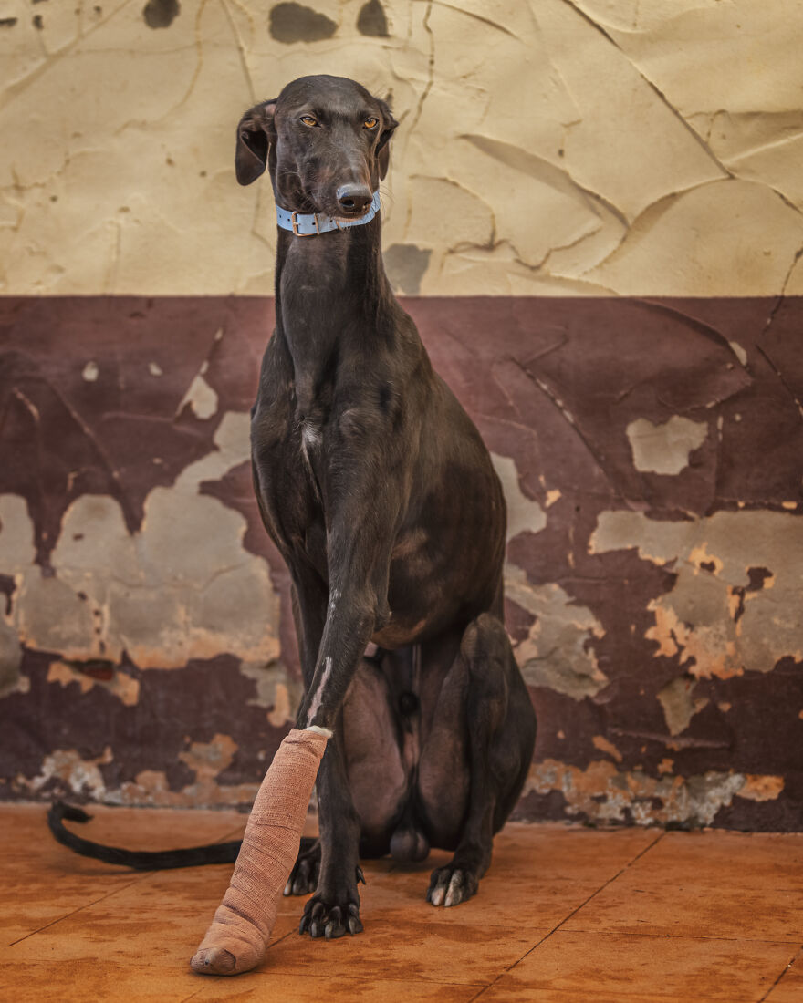 I Documented The Strife Of Rare Spanish Dog Breeds In This Shelter, And It's Mortifying I Documented The Strife Of Rare Spanish Dog Breeds In This Shelter, And It's Mortifying