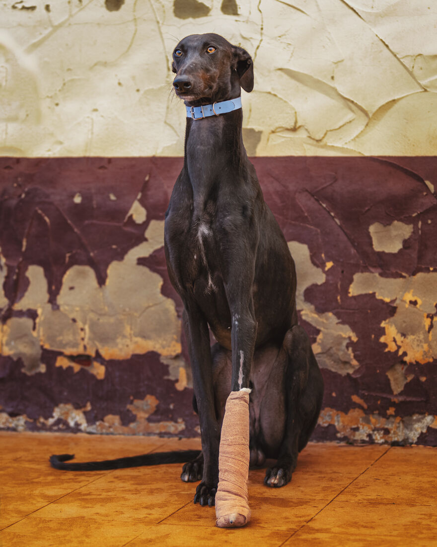 I Documented The Strife Of Rare Spanish Dog Breeds In This Shelter, And It's Mortifying