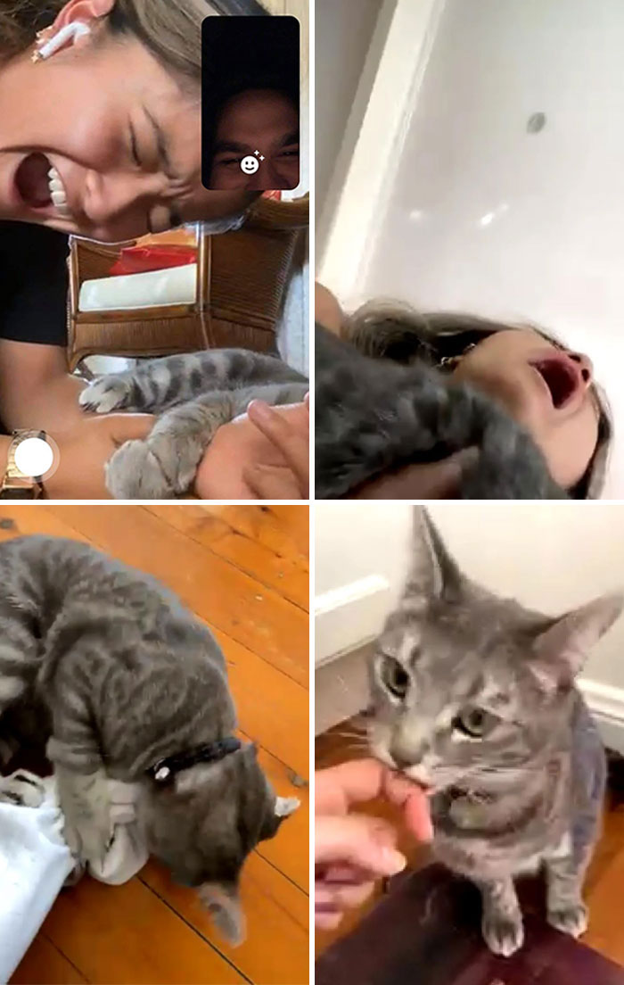 My Boyfriend Always Asks To See My Cat Sesame When I’m Facetiming Him. Turns Out He Enjoys Taking Screenshots Whenever I’m Being Attacked