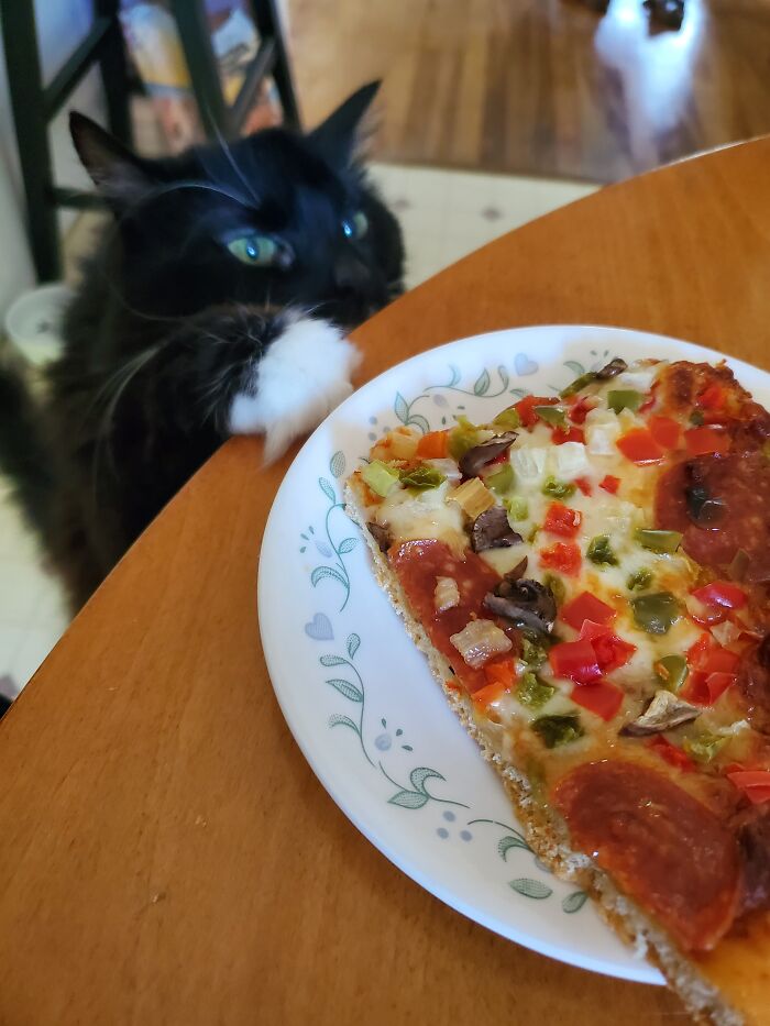 I Can Haz Pizza?