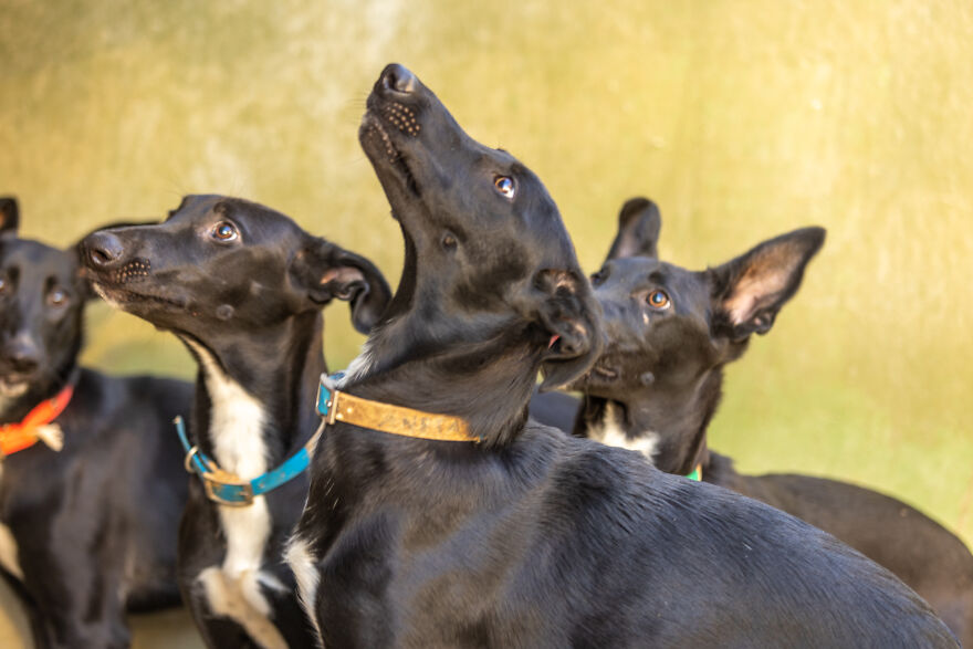 I Documented The Strife Of Rare Spanish Dog Breeds In This Shelter, And It's Mortifying I Documented The Strife Of Rare Spanish Dog Breeds In This Shelter, And It's Mortifying
