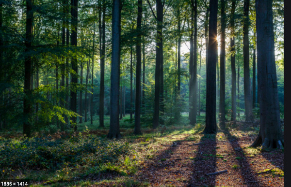 Hey Pandas, Find The Creepiest Photos Of Nature!