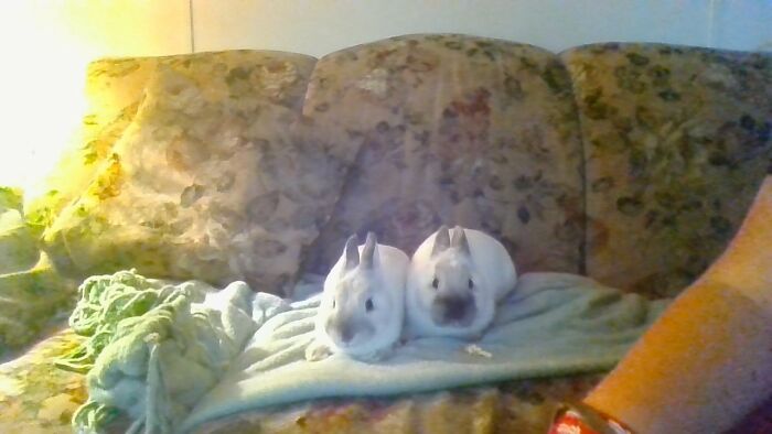 Heres A Picture Of My Rabbits