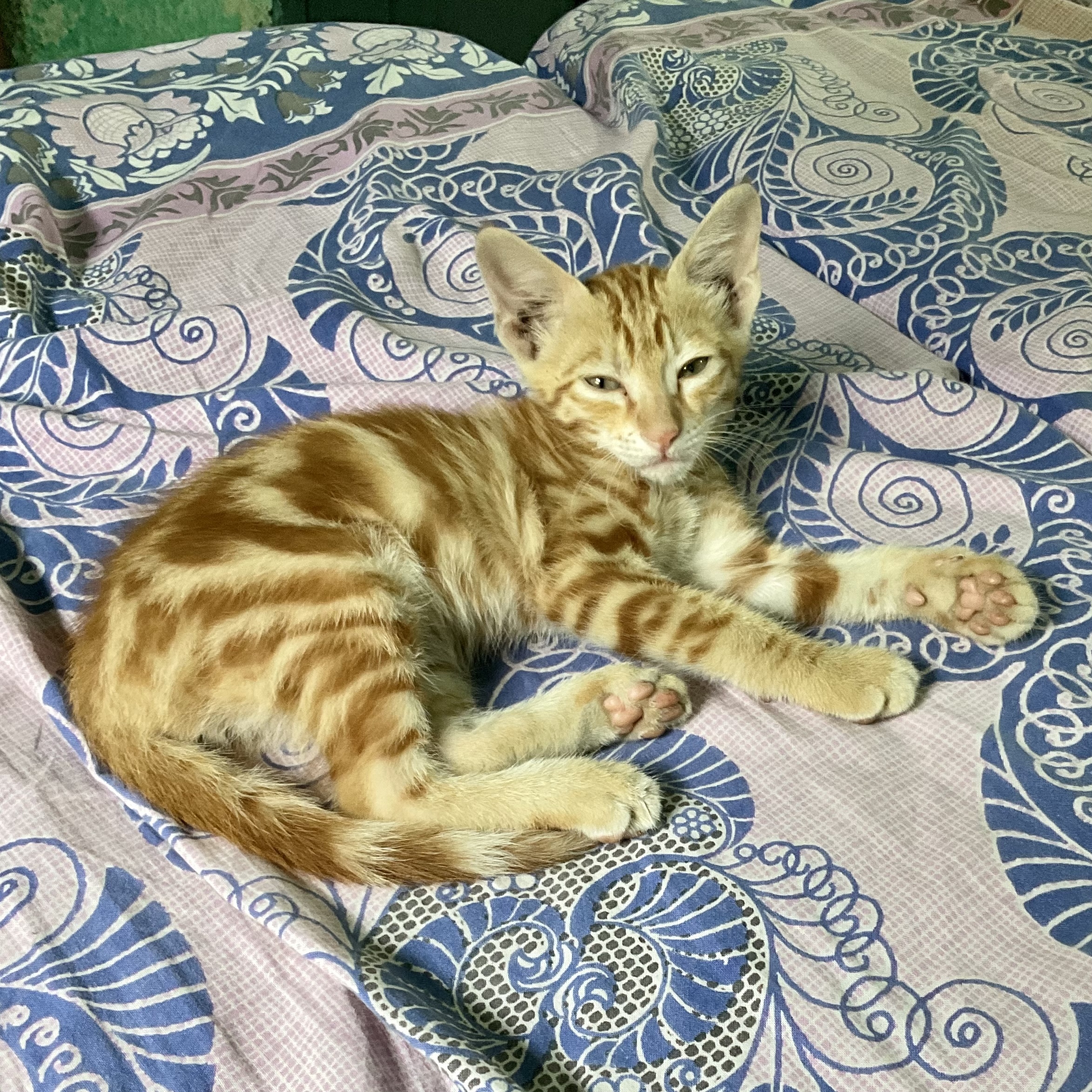 Hey Pandas, Post Pics Of Your Sleepy Furry Friends (Closed)