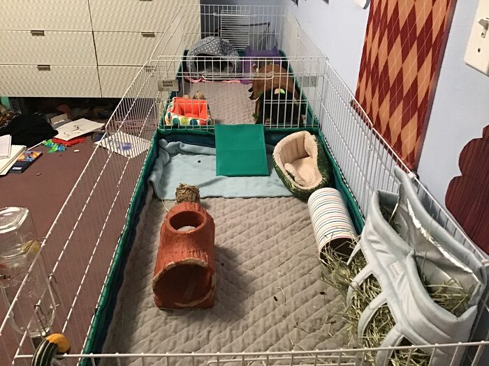 This Is My Guinea Pigs Habitat, I Have Two In Here But It Could House Three