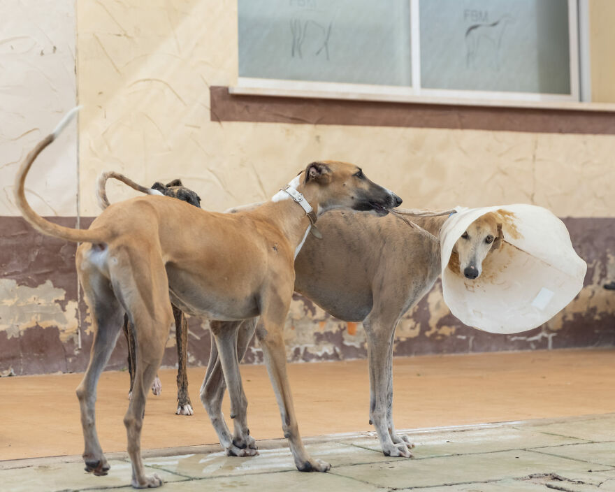 I Documented The Strife Of Rare Spanish Dog Breeds In This Shelter, And It's Mortifying