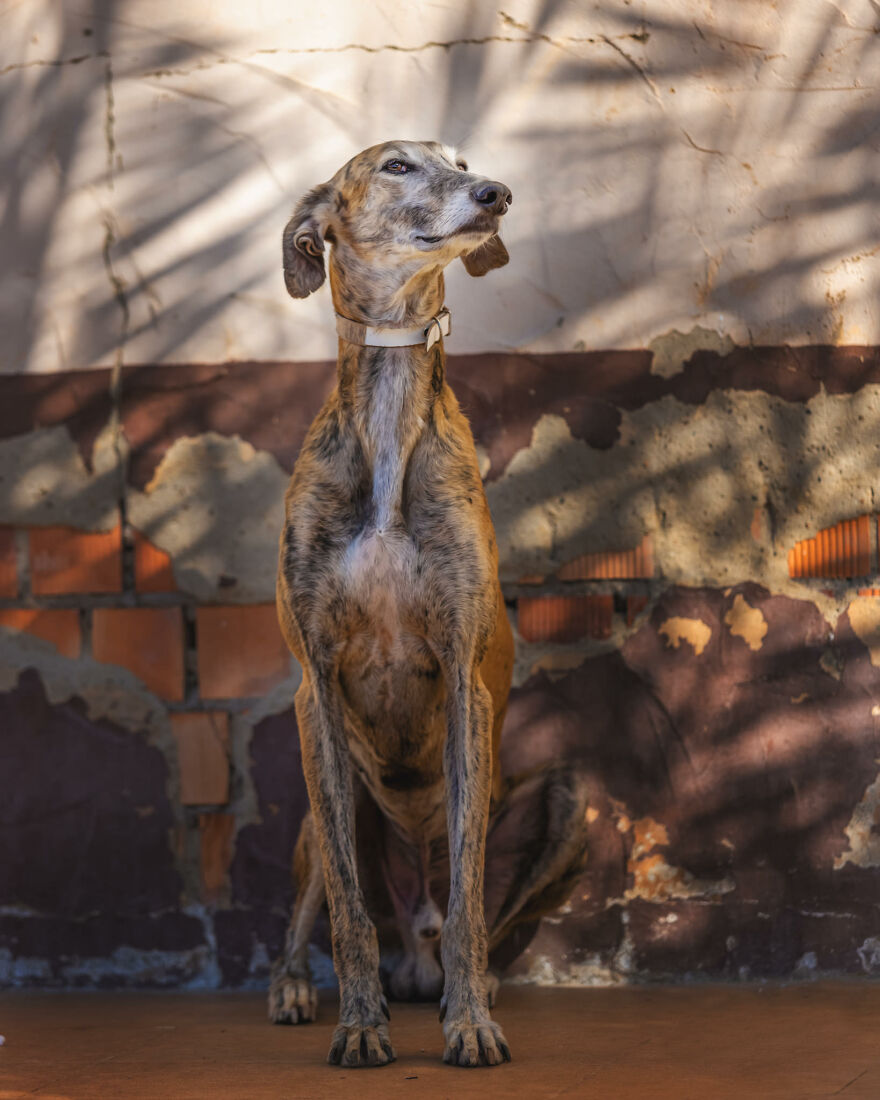 I Documented The Strife Of Rare Spanish Dog Breeds In This Shelter, And It's Mortifying I Documented The Strife Of Rare Spanish Dog Breeds In This Shelter, And It's Mortifying
