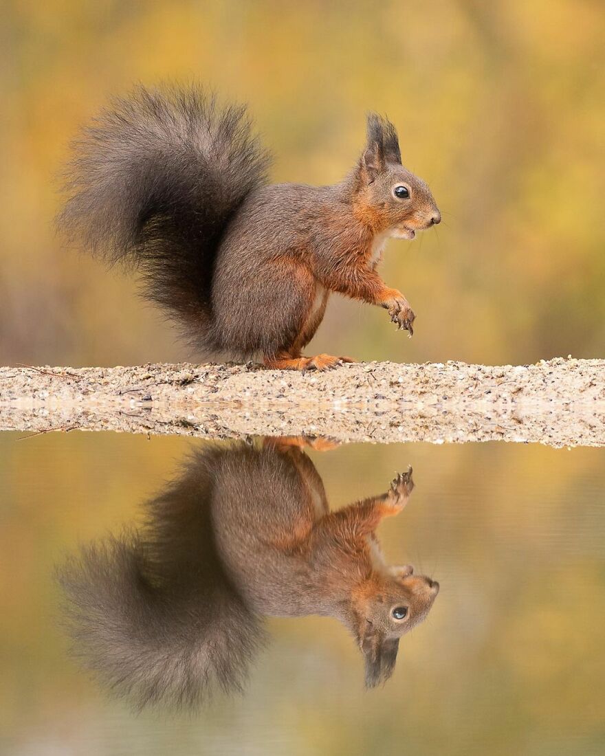 I Take Pictures Of Wildlife Animals And I Captured A Jumping Squirrel In Fall Forest (60 New Pics)