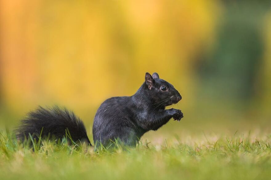 I Take Pictures Of Wildlife Animals And I Captured A Jumping Squirrel In Fall Forest (60 New Pics)